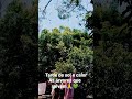 sem as árvores não somos nada nesse calorão que tá fazendo aqui