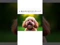 可愛すぎるトイプーあるある #わんこ #プチ知識 #いぬ部 #トイプードル