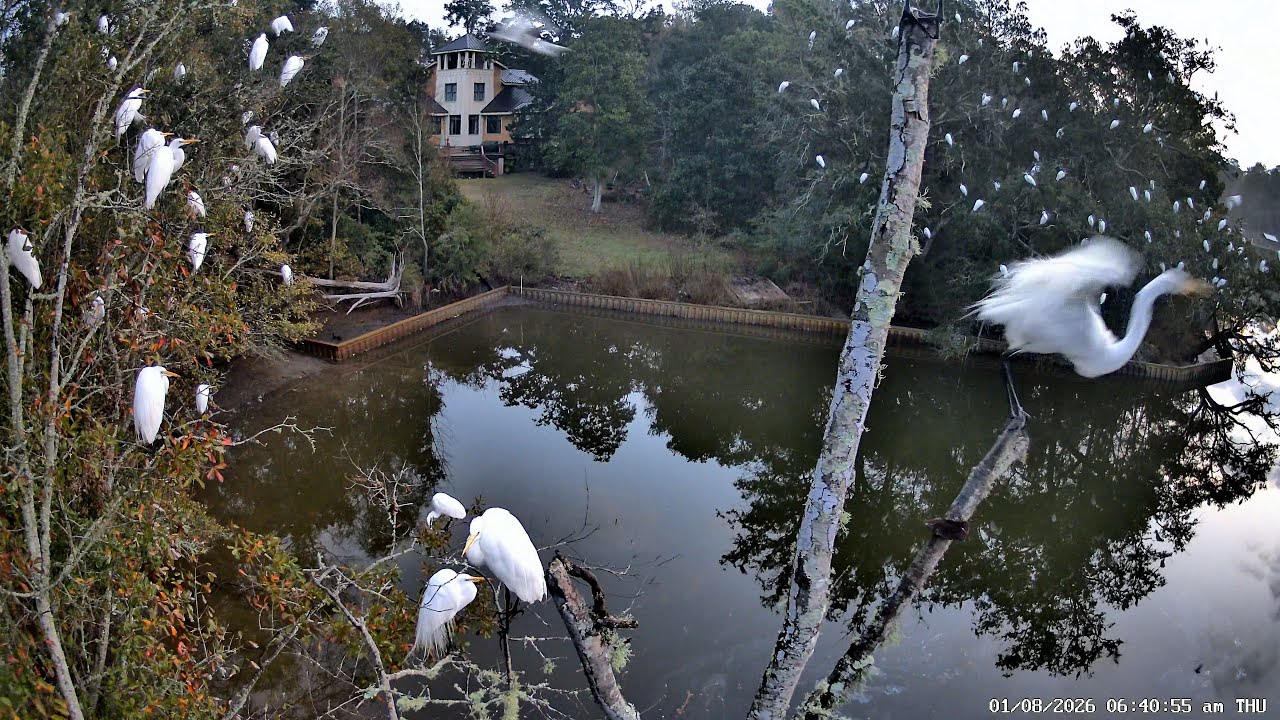 Morning Roost: January 08, 2026 - Waking Up with the Marsh: Stunning Morning Roosting