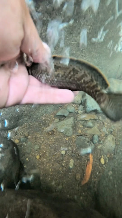 Rahangnya Rusak 😩