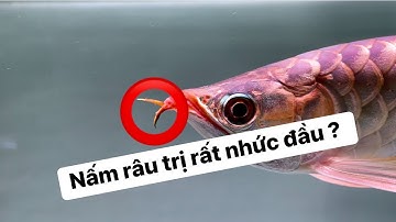 Chia sẽ cách trị nấm râu ở cá rồng #ĐoànGiaFish
