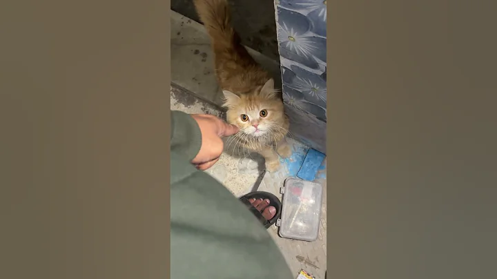 Video 11832961: persiancat persians, persiancat cat