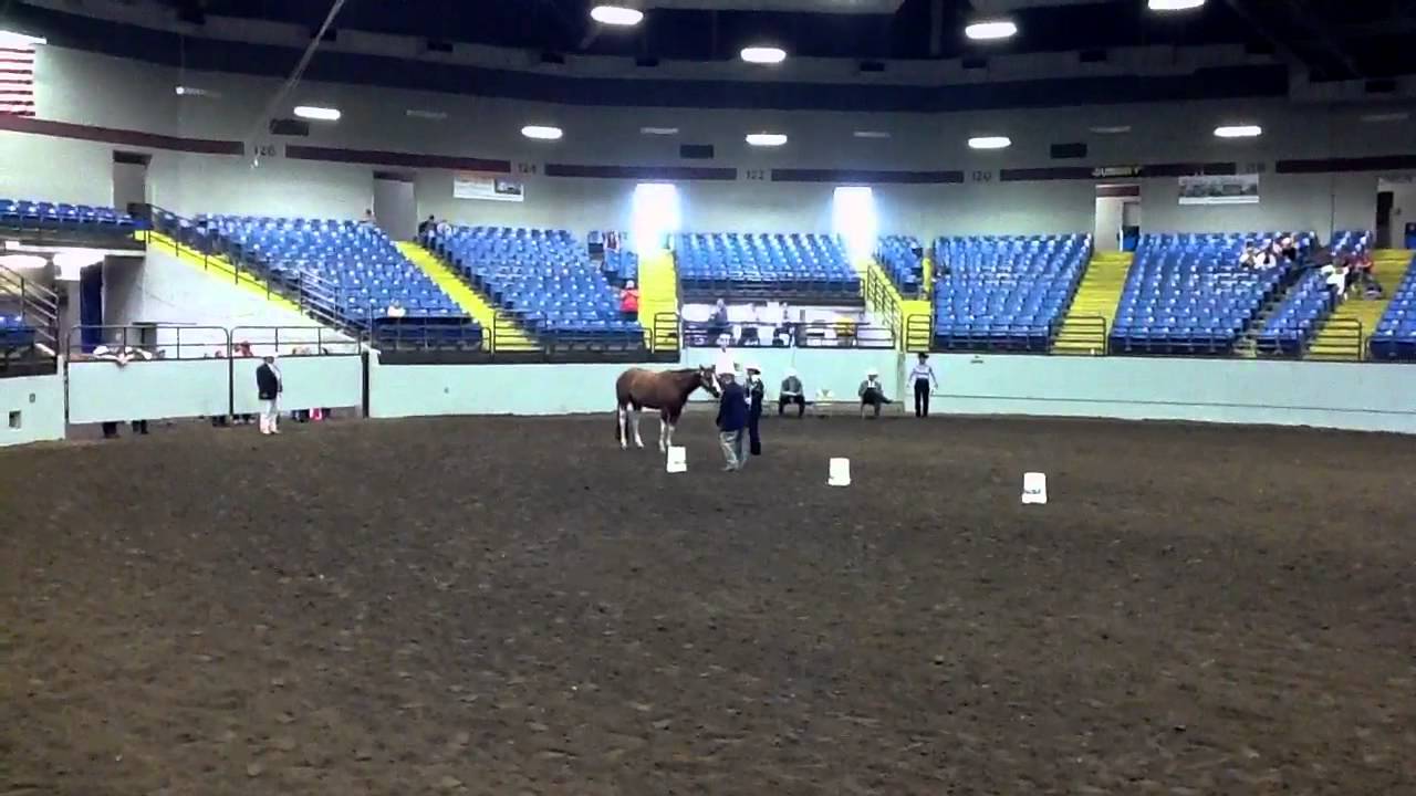 Freestyle Showmanship at Missouri Paint Horse Club Labor Da