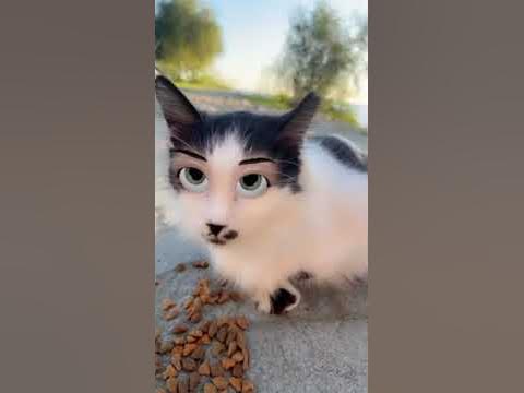 смешной кот - YouTube