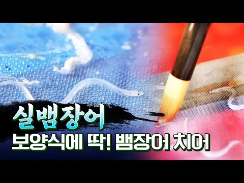 #실뱀장어 #장어 #기력 #보양식 #<strong>불법조업</strong>
