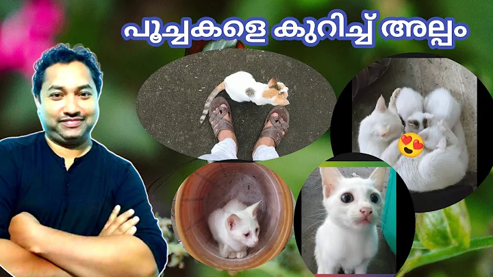 Video 5884131: persian cat pets, persian cat pet animals, persian cat domestic