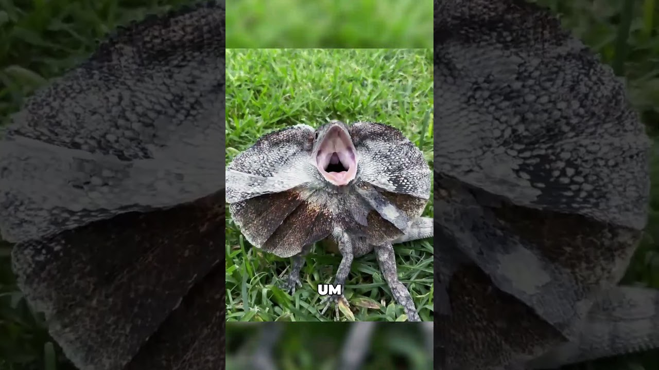 Die Echse, die dir auf den Kopf klettert! 