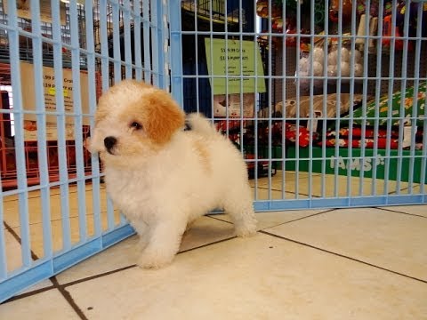 Lhasa Poo, Puppies, Dogs, For Sale, In Jacksonville ...
