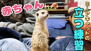 赤ちゃんミーアキャットの立つ練習【きなこ】