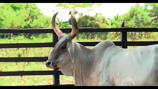 ¿Cómo se puede aprovechar el ganado guzerat para la producción de leche?  La Finca de Hoy