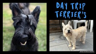 Scottie Dog and Cairn Terrier | Day Trip by Ruby and Rory 781 views 1 year ago 3 minutes, 40 seconds