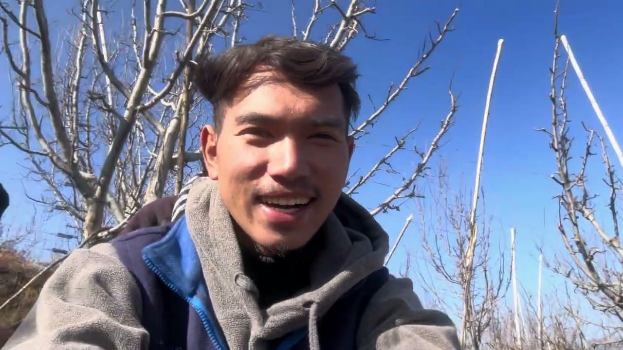 Apple Pruning 🍎| पाताल लोक जाने का रास्ता 😱