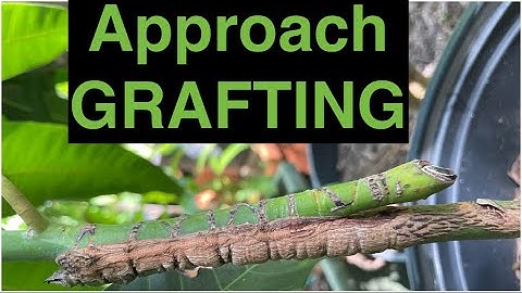 Approach Grafting Method of inarching in Mango Plant Tree
