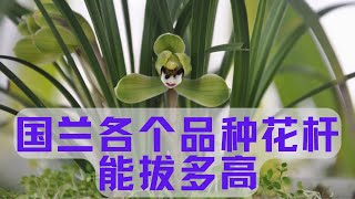 How high can various varieties of Chinese orchid flower rod pull, how many flowers when