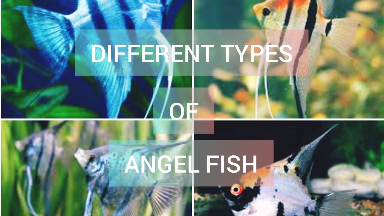 Different types of Angel fish | 40 types of Angel fishes.... 🐠🐋🐟 - YouTube