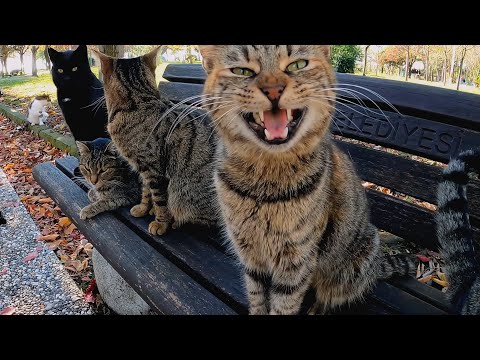 لا يمكن إلا لقلب حقيقي أن يجمع مئات القطط