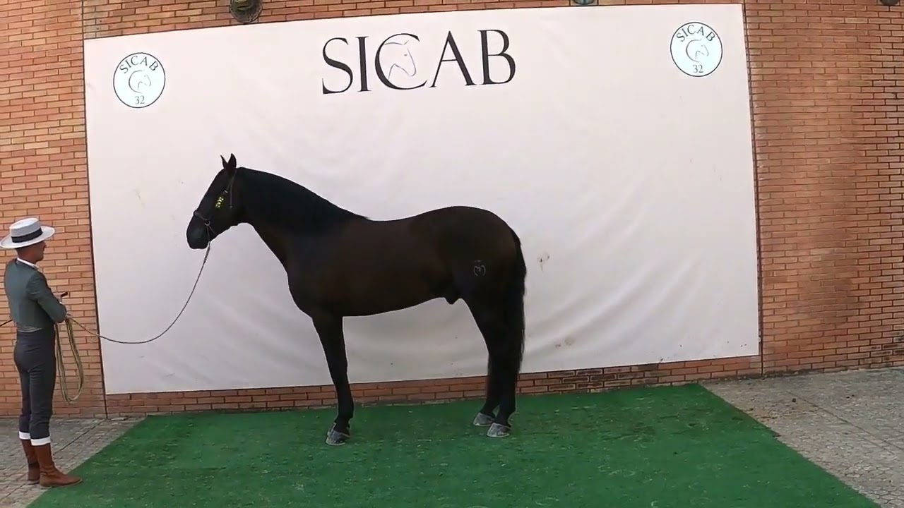 Campeonato Morfológico PRE SICAB 2022