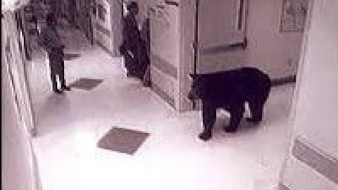Bear Spotted Inside SKIMS Soura Premises, Trap Installed