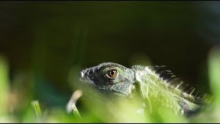 Green Iguanas Escape 01 In Slow Motion