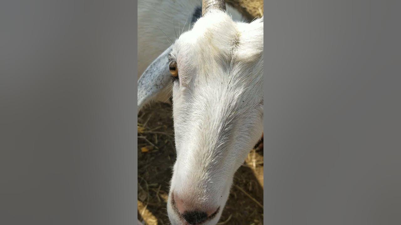 can-boer-goats-eat-fresh-pumpkin-watch-daisy-goat-will-answer-this