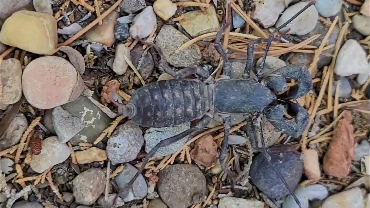 What did we find in our Roswell NM living room? A VINEGAROON! YouTube