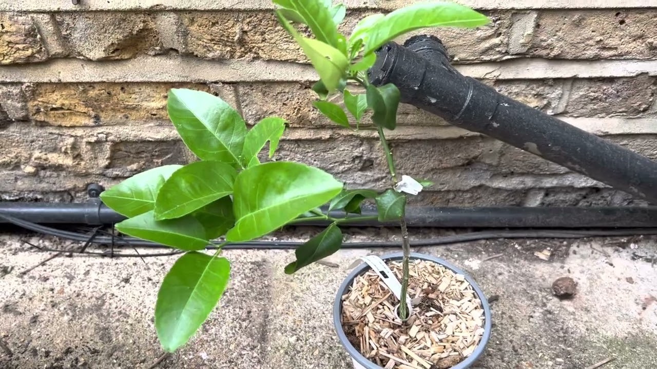 US119 (Duncan grapefruit x trifoliate) x Succory Orange 🍊 - European plant haul (5)