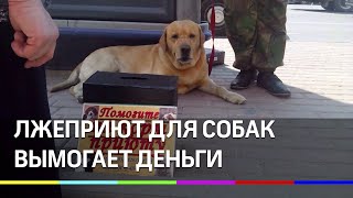 Приют ворует собак и под видом волонтеров собирает деньги на их лечение. Приют ворует собак и под видом волонтеров собирает деньги на их лечение.