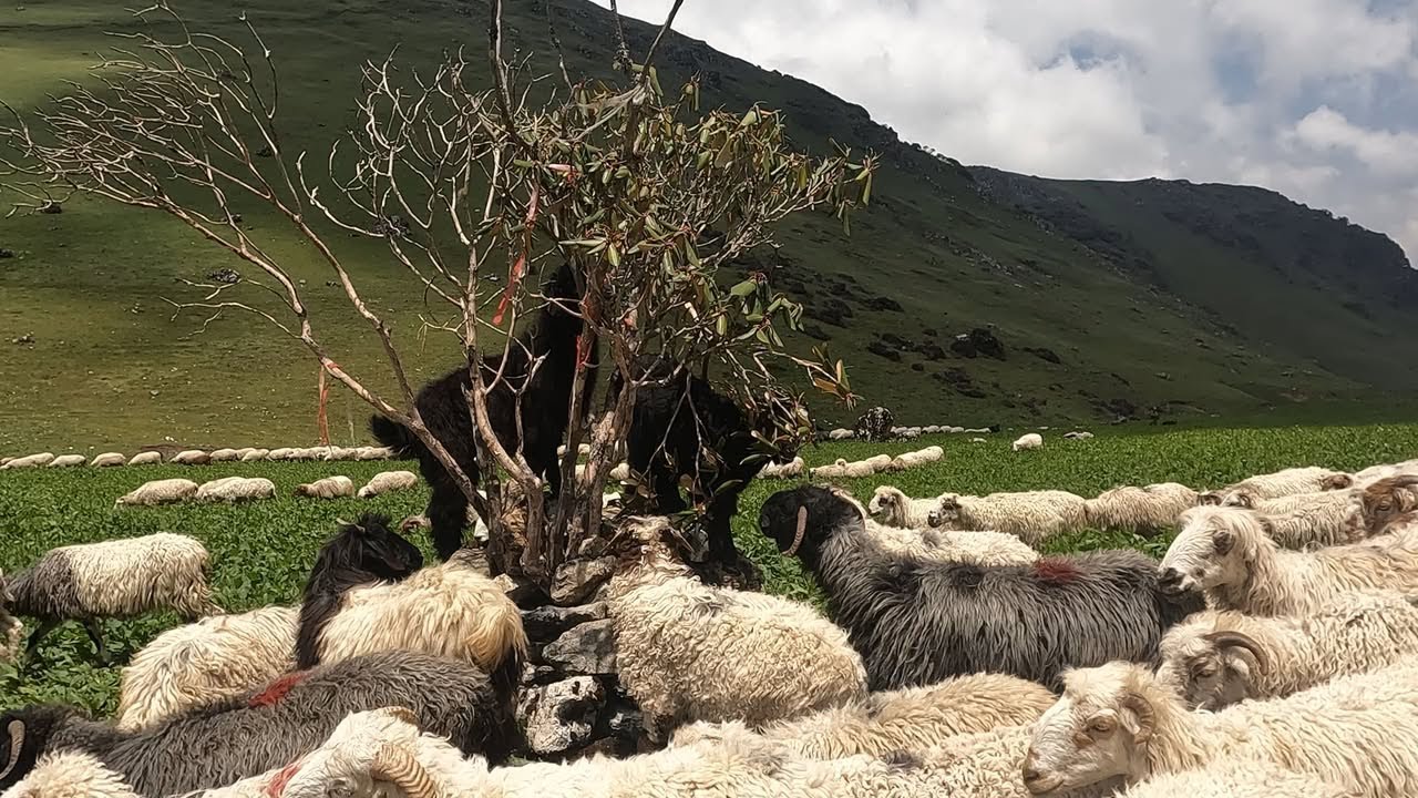 herders food in the high altitude land || nepal || Documetary video sheep time || chautare kaila ||