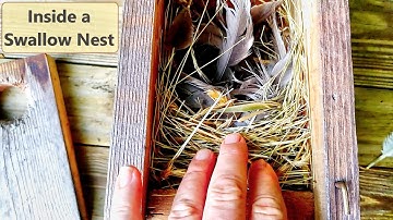 A Look Inside A Tree Swallow Nest