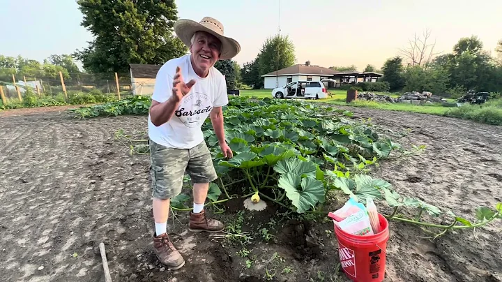 Big Pumpkin Grow 5 Tips for the first time grower | Secrets to Growing Huge Pumpkins for Beginners