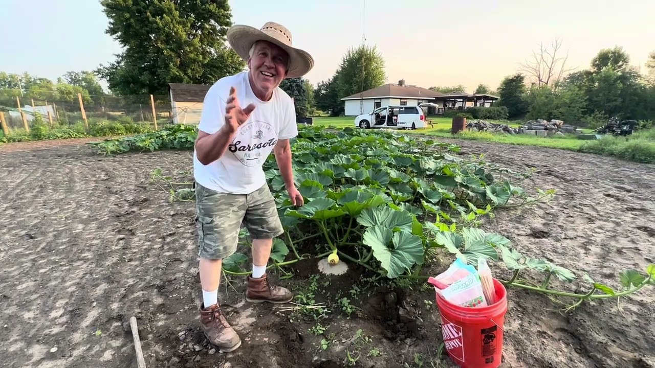 Выращивание больших тыкв: 5 советов для начинающих | Секреты выращивания огромных тыкв для начина...