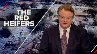 The First Time After 2,000 Years Israels Biblical Red Heifers Attract World Attention