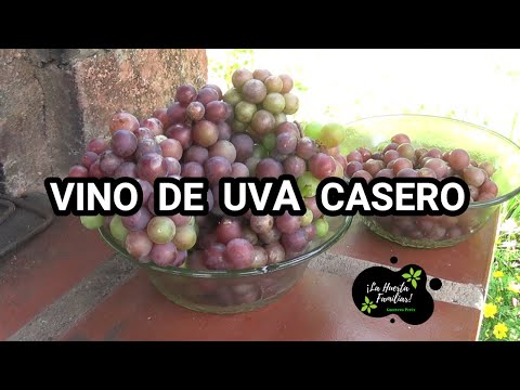 Como hacer vino de uva casero muy fácil // paso a paso
