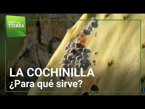 Video: Hierba Cochinilla: Características Y Apariencia