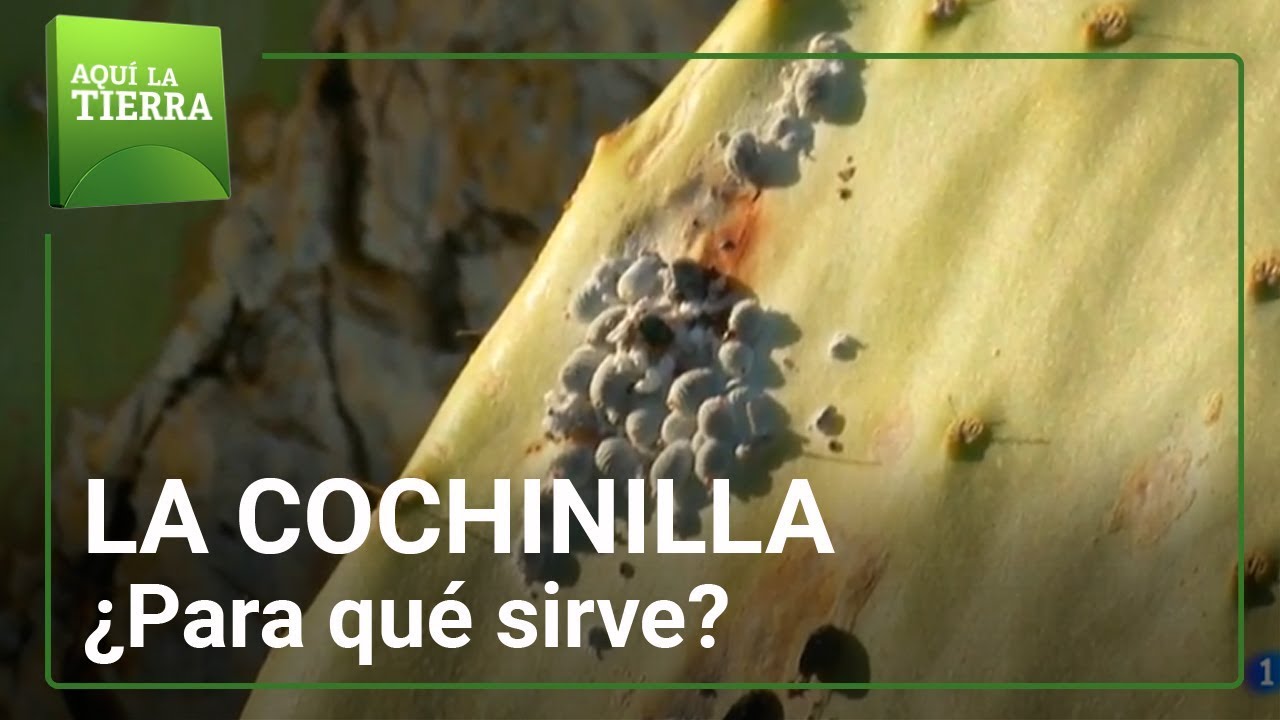 ¿Para qué sirve la cochinilla? | Aquí la Tierra