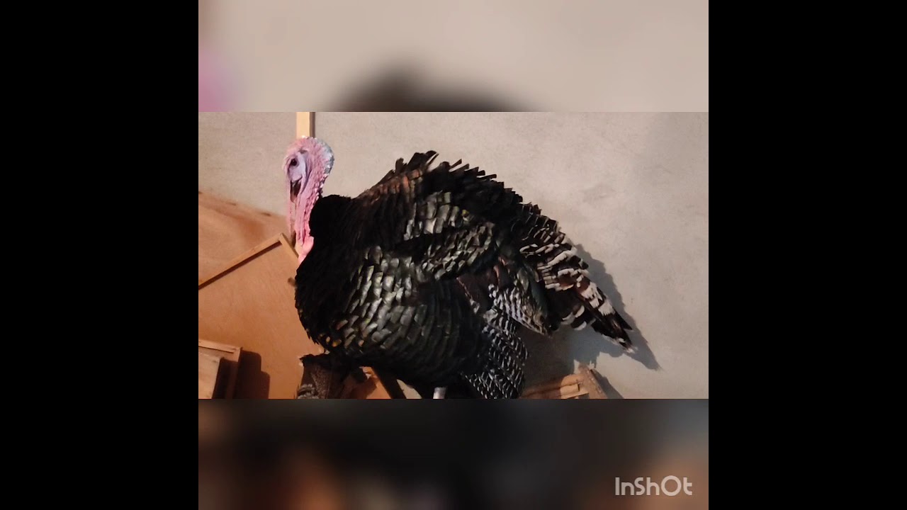 Why male Turkey wanna sex with 3 female?he has huge sex power