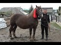 Prezentare caini din rasa Ciobanesc de Bucovina, Prezentare Cai - Tibeni, Bucovina - 2019