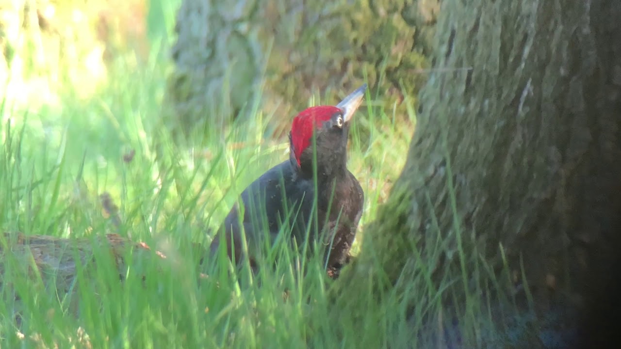 Vroege Vogels - Zwarte specht onder de mieren