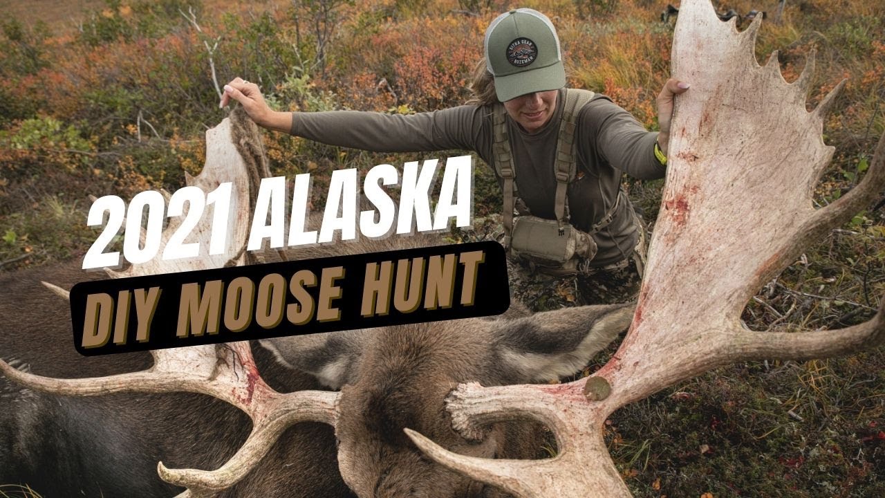 2021 Alaska DIY Moose Hunt | Two Bulls Down - YouTube