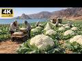 They Built The World's Largest Cauliflower Farm in Iran's Strait Hormuz — The Results Were Shocking