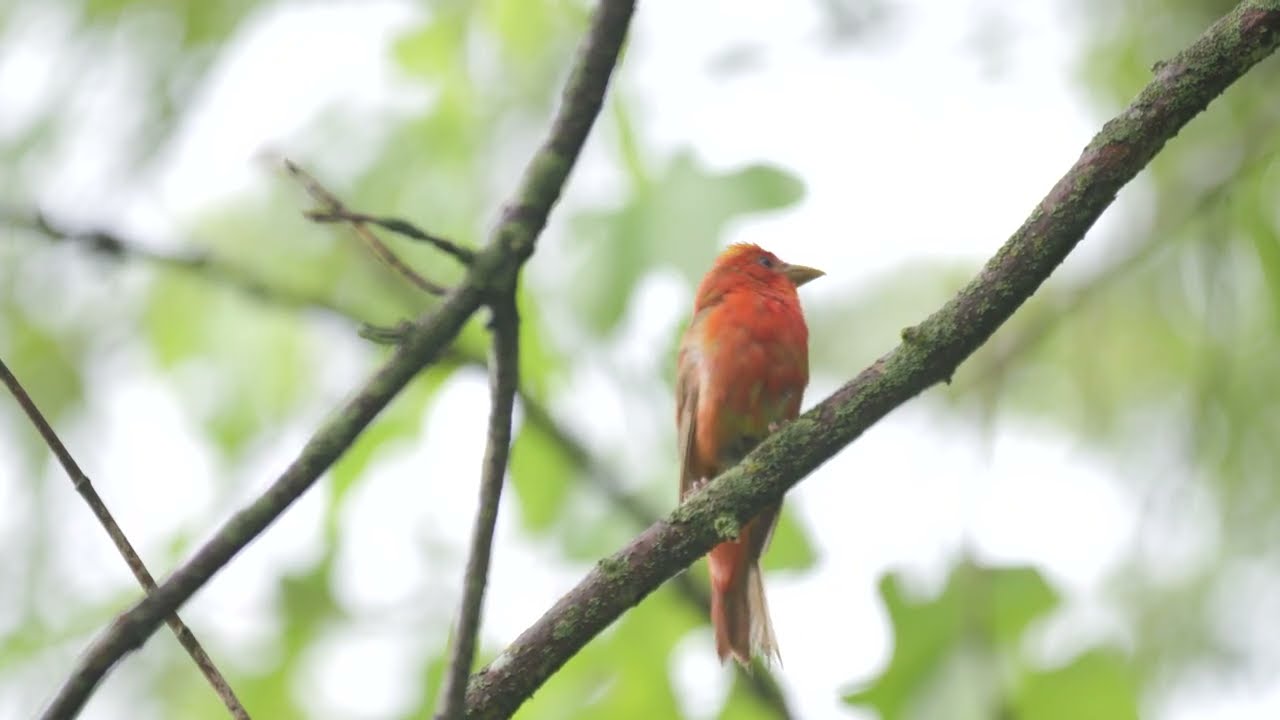 Summer Tanager, Call