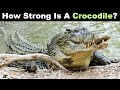 Why Are Crocodiles So Strong?