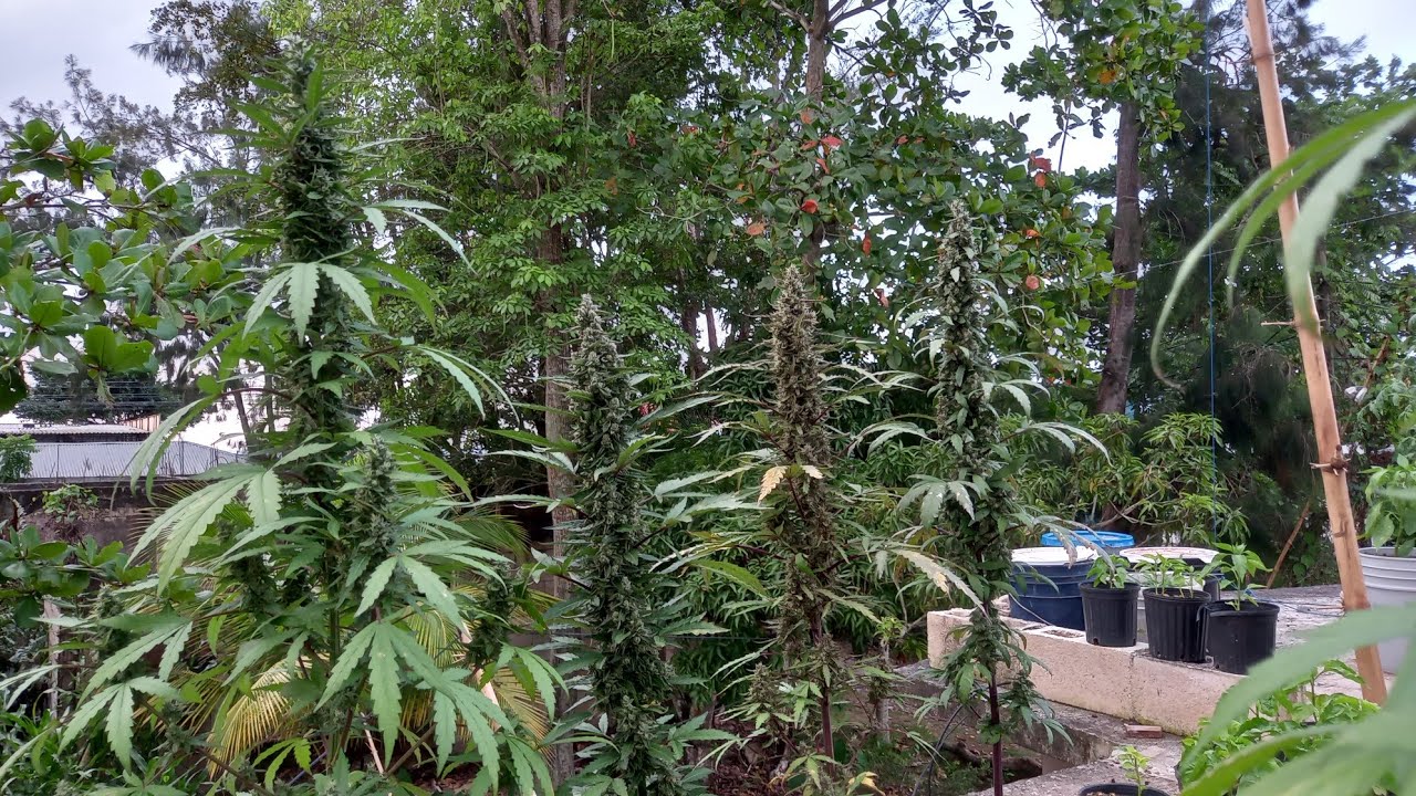 😍2023 Outdoor Jamaica Cannabis Garden Tour Update Please Watch One Love