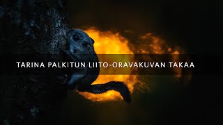 Tulimeri: Vuoden luontokuvakilpailu, nisäkkäät sarja 3 sija / 2021