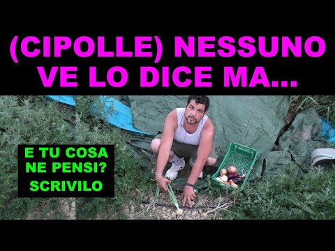 Video: Piantare e raccogliere cipolle rosse - Come coltivare cipolle rosse