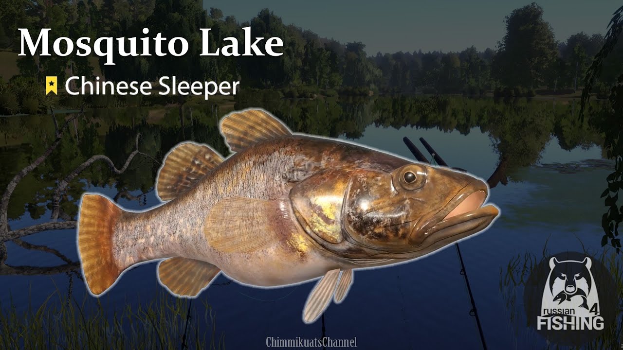 Russian Fishing 4 Mosquito Lake Chinese Sleeper Trophy at Multi Spot D YouTube