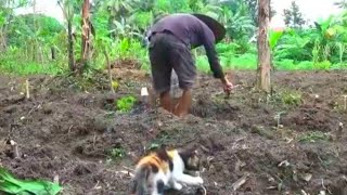 kucing pertama yang saya rescue  | cerita dari awal sampai dia m4ti