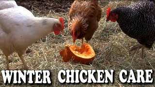 How to Care for Your Chickens during the Winter ~ Winter Chicken Care