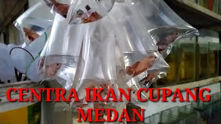 VLOG BELI IKAN CUPANG DI JALAN TALAUD MEDAN . . . ADA PENJUAL IKAN NEMO AIR TAWAR, LHO !!!
