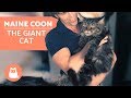 MAINE COON – Characteristics, Character and Care の動画、YouTube動画。